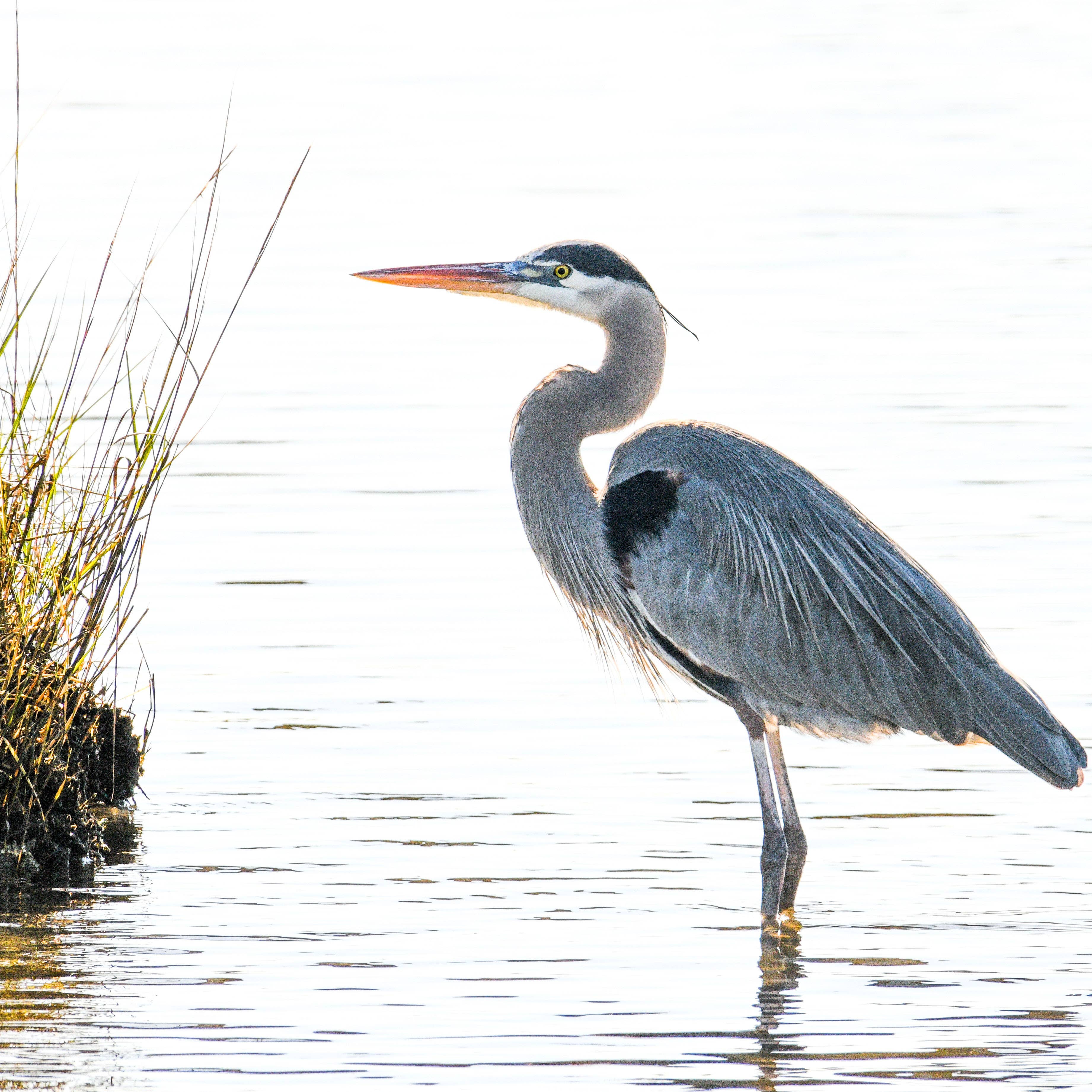 Heron Coasters (4)