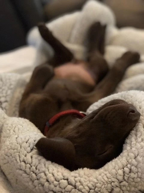 FUR BABIES