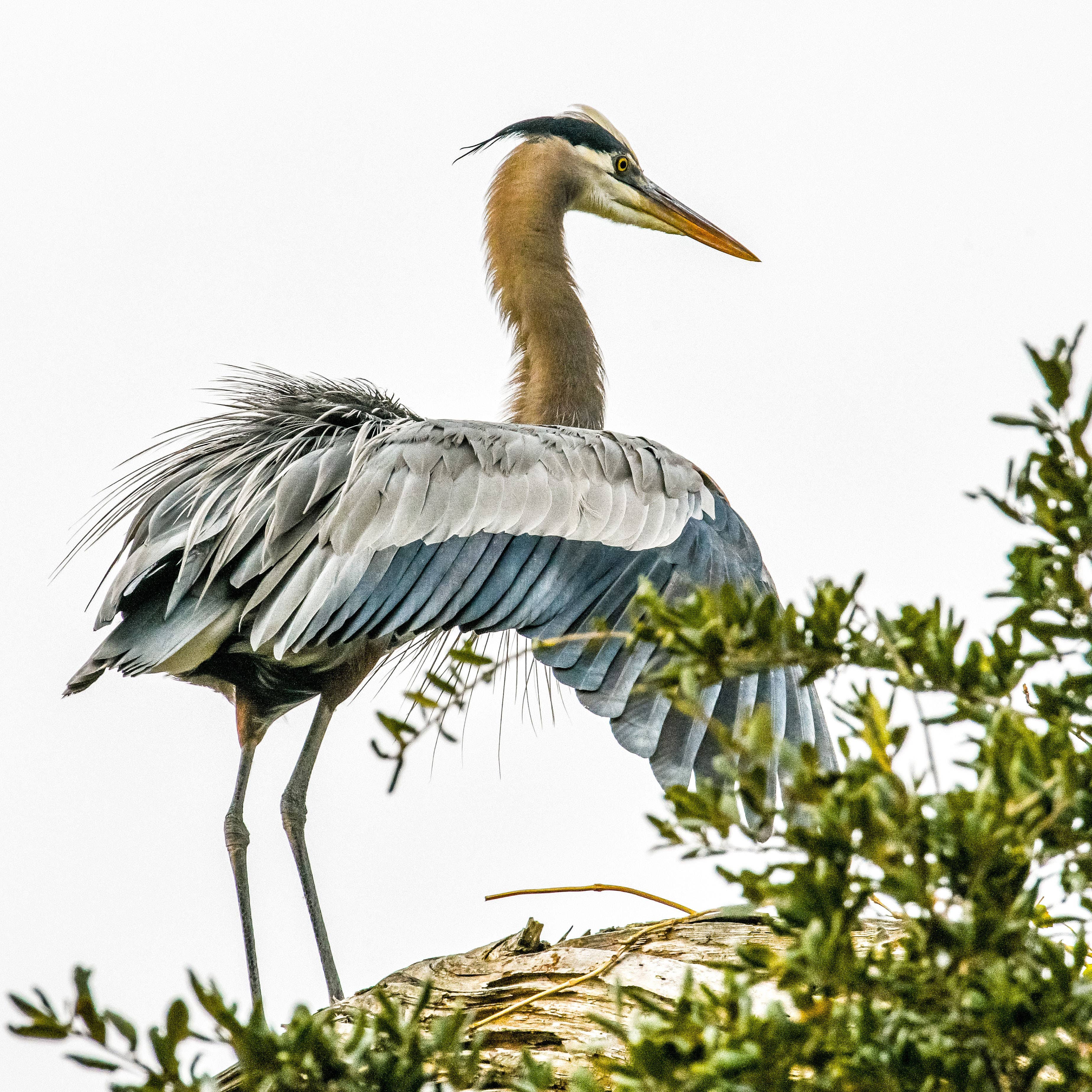 MacHatton & Hall, LLC - Blue Heron Coasters - Mixed set (2) Standing & (2) Nesting