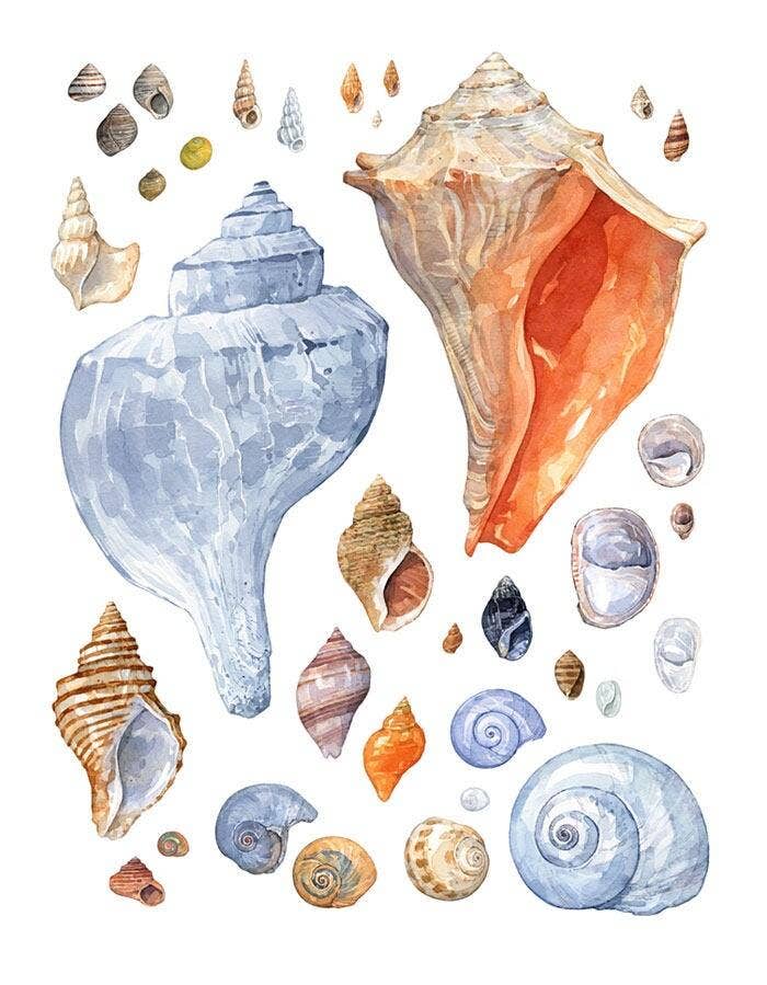 Studio Tuesday -Watercolor Shells 11x14 Print