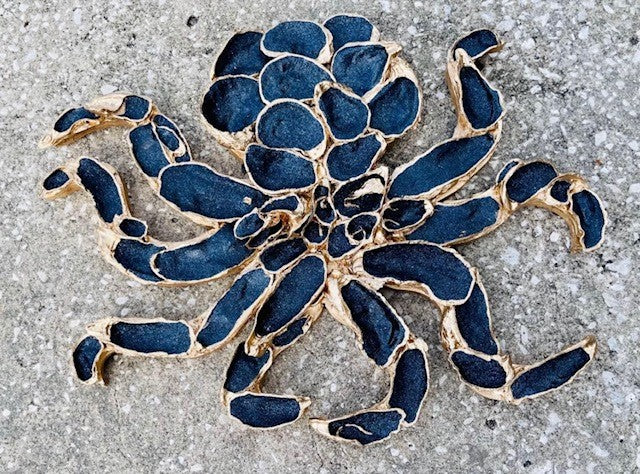 Sunkissed Treasures & Gifts-Navy Octopus Oyster Shell Wall Hanging