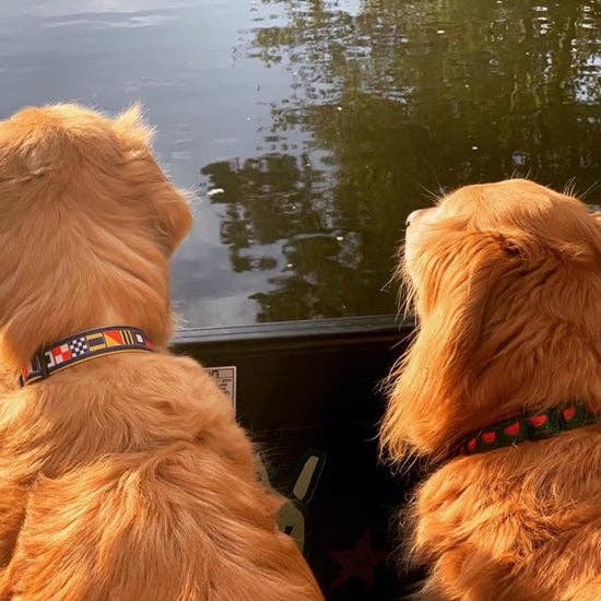 Sun Dog - Nautical Flag Collar