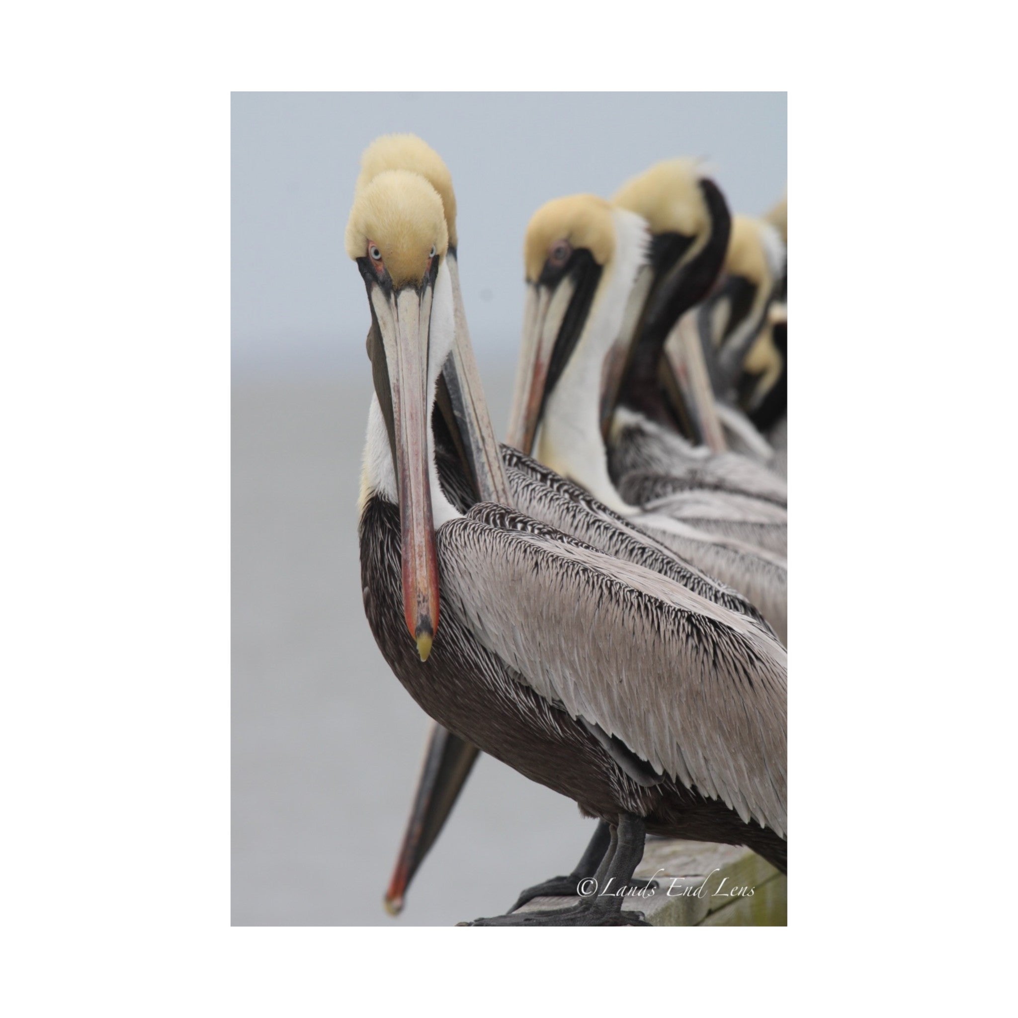 Lands End Lens- 11x14 Stoic Brown Pelican Print